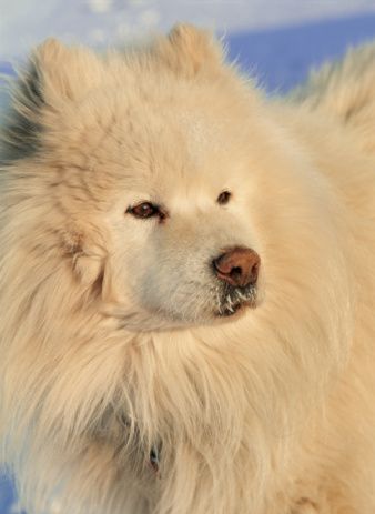 Slika 2 2 Pas koji se smeje   Samojed