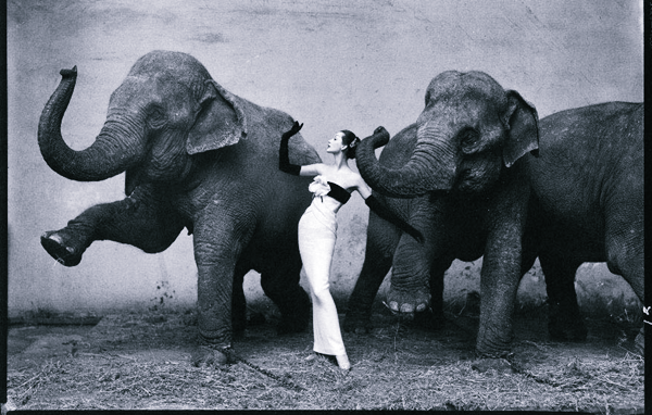 SLIKA 3 Dovima in an Evening Dress by Dior with Elephants of the Cirque dHiver Istorija modne fotografije: Prvi koraci