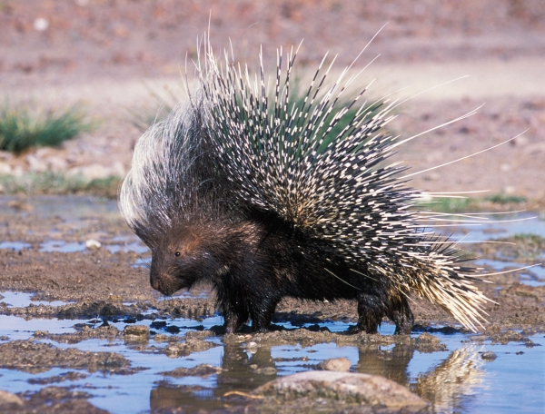 Porcupine 10 još ćaknutijih seksualnih zakona