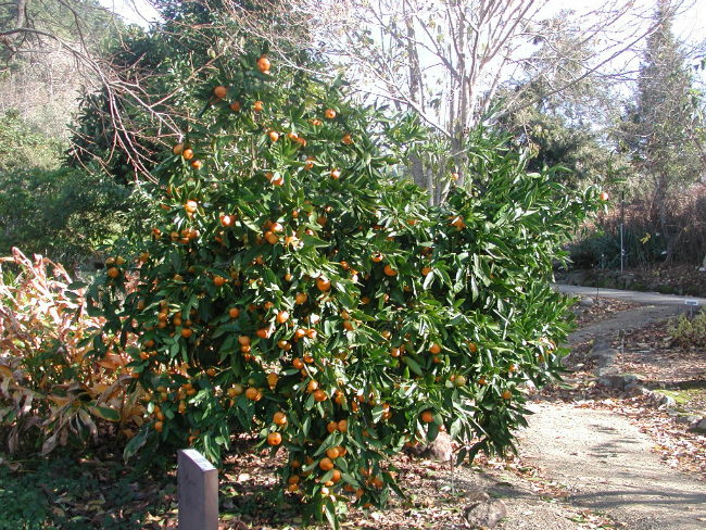 Mandarina Brini o sebi: A kao aromaterapija (2/3)