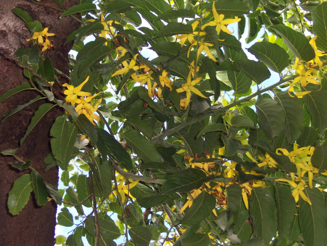 Ylang Ylang Brini o sebi: A kao aromaterapija (3/3)