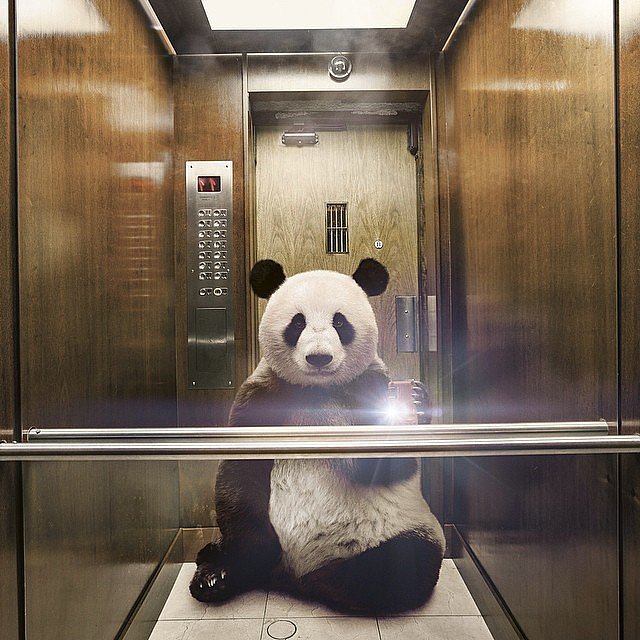 Panda Pic Selfie manija: Kad bi životinje pravile selfije