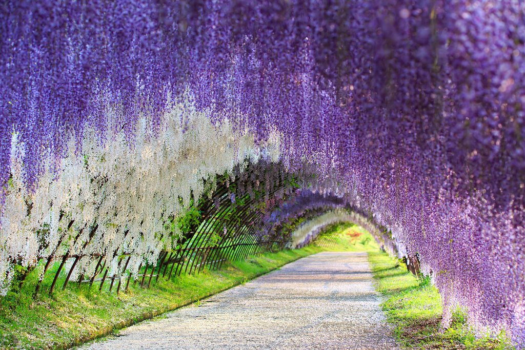 Run Through Wisteria Flower Tunnel Japan Put pod noge: Neobična iskustva sa putovanja