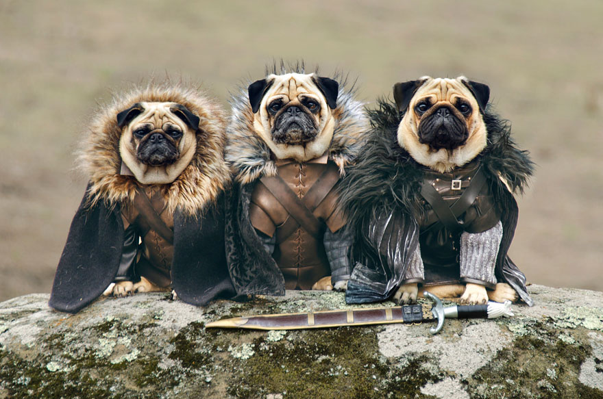 cute pugs game of thrones pugs of westeros 1 Slatka stvorenja: Game of Thrones pugne