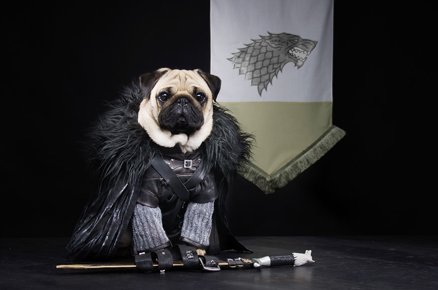 cute pugs game of thrones pugs of westeros 2 Slatka stvorenja: Game of Thrones pugne