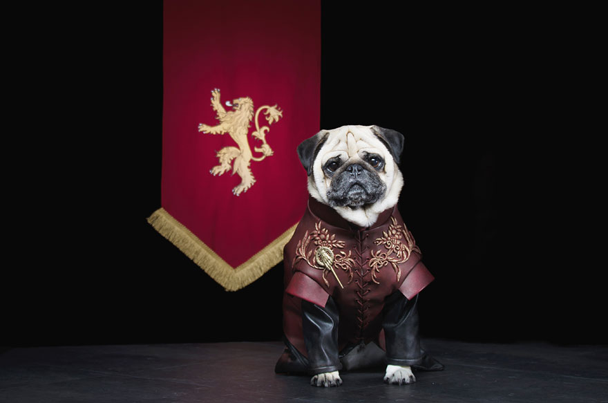 cute pugs game of thrones pugs of westeros 3 Slatka stvorenja: Game of Thrones pugne