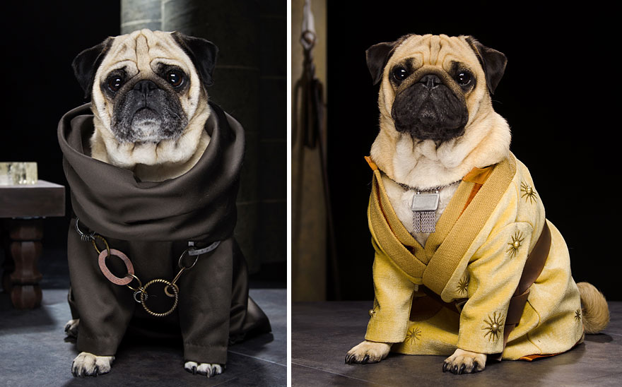 cute pugs game of thrones pugs of westeros 6 Slatka stvorenja: Game of Thrones pugne