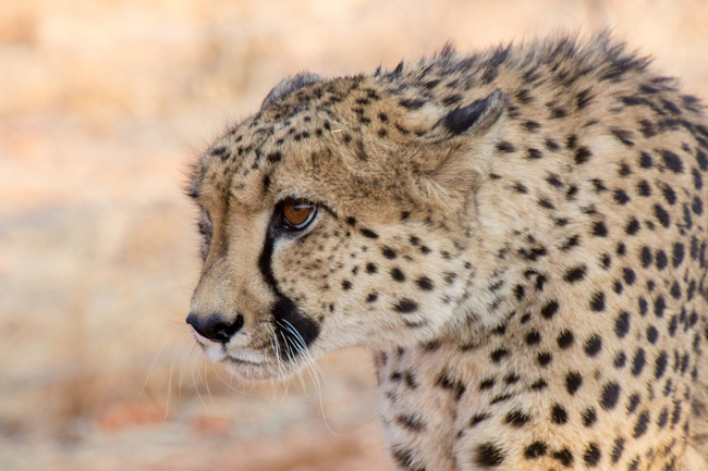 namibia Turističke atrakcije budućnosti 