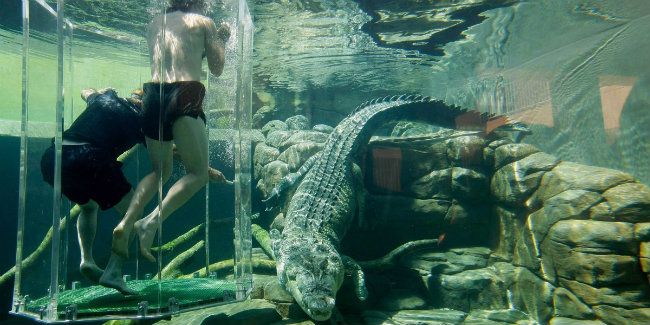 crocosaurus cove 1 Gradovi Australije koje morate da vidite 