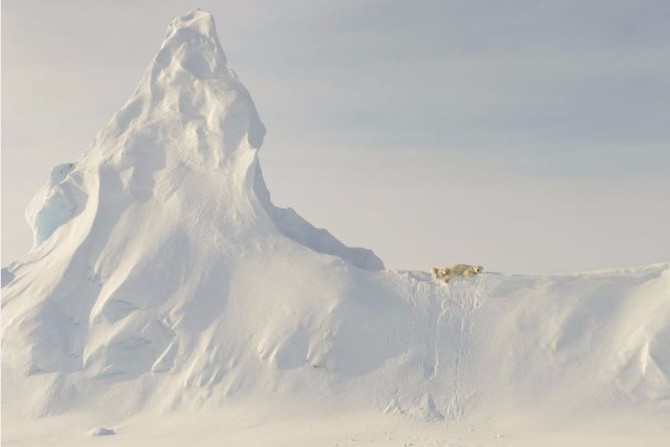 Bears On A Berg Top 10 najboljih fotografija na svetu u 2016. godini