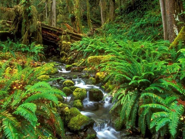 Rainforest Stream Olympic National Park Washington b Bula Fiji!