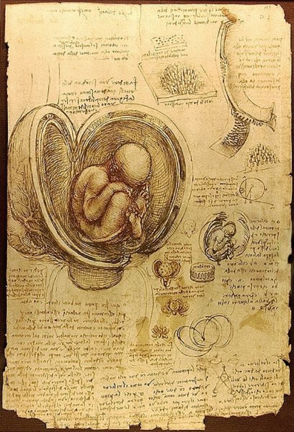 Leonardo da Vinči Fetus Ljudi koji su pomerali granice: Leonardo da Vinci