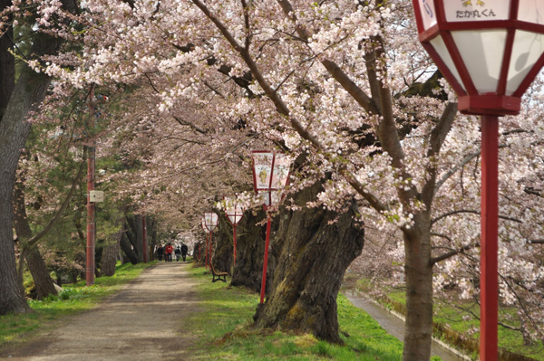 449 Gde cvetaju najlepše divlje trešnje?
