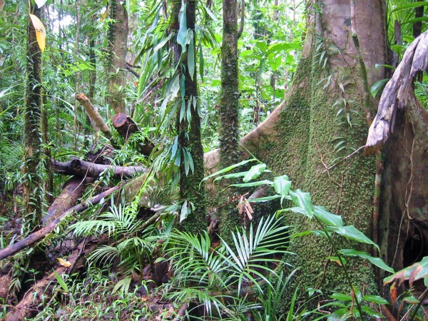 Najveće i najlepše kišne šume na svetu Slika111
