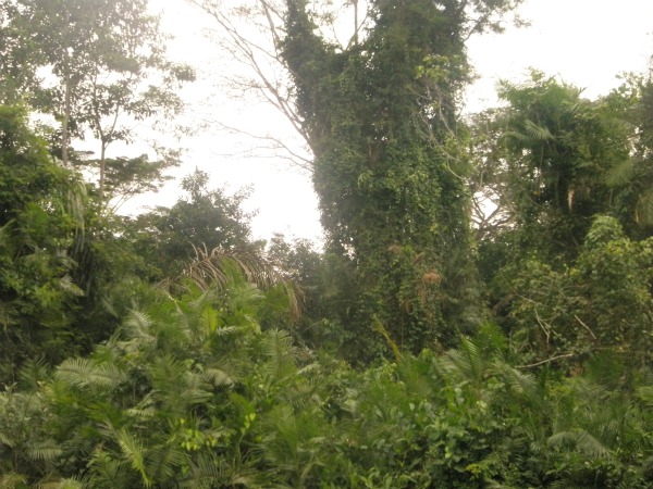 Najveće i najlepše kišne šume na svetu Slika54