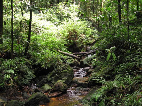 Najveće i najlepše kišne šume na svetu Slika94