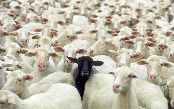 slika 120 Ko je tu bela, a ko crna ovca?