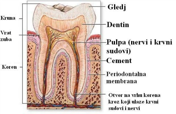 zub Sve što treba da znate o beljenju zuba