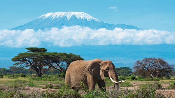 Kilimandžaro na dohvat ruke Sve lepote zemlje safarija 