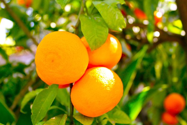 starter orange Živi zdravo: Kako da napravite prirodne osveživače za stan 
