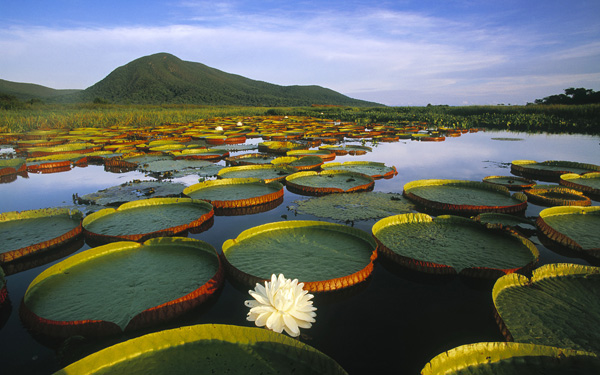 3 pantanal wetlands brazil Na kojih pet tajnih destinacija bežite ovog leta? 