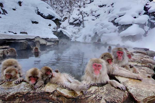 Majmuni u vodi Deset najuzbudljivijih zimskih destinacija