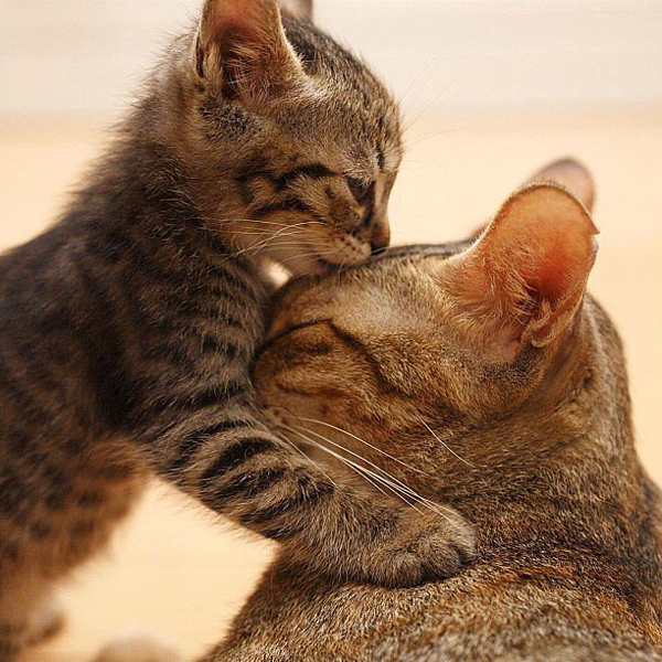 Cute Kitties Ljubav u životinjskom carstvu