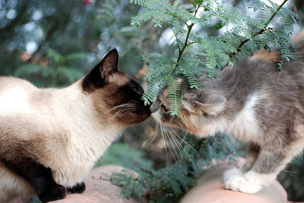 Kitty Kiss Ljubav u životinjskom carstvu