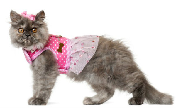 embedded dressing up your cat Moderni kućni ljubimci po svaku cenu?