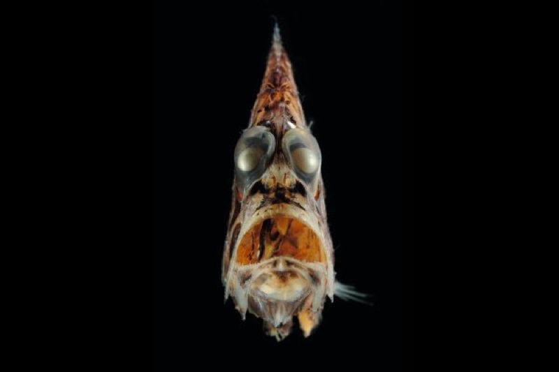 ocean creatures hatchetfish orange Razmisli pre nego što zaplivaš: Najbizarnija morska stvorenja
