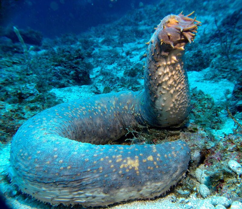 ocean creatures sea cucumber giant Razmisli pre nego što zaplivaš: Najbizarnija morska stvorenja