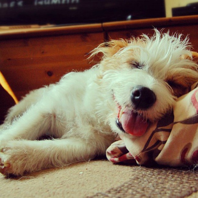 Dzini 7 Džini: Najsrećniji pas na Instagramu