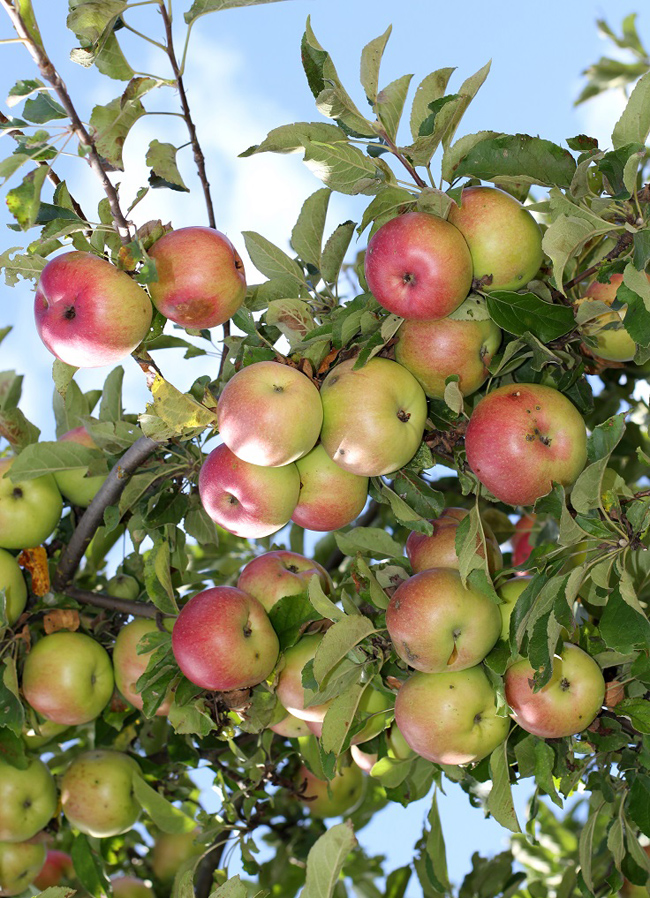 Jabuke 7 Zdrava ishrana: 10 razloga zbog kojih je jabuka zdrava
