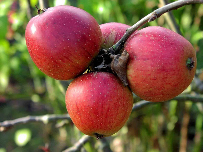 jabuke9 Zdrava ishrana: 10 razloga zbog kojih je jabuka zdrava