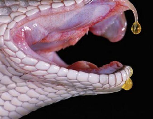 snake Večno mlade i lepe: 5 bizarnih tretmana