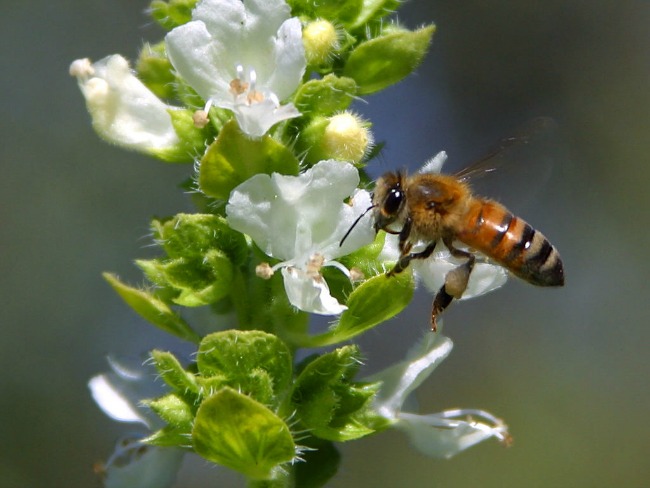 Propollete pčela cvet Kada birate propolis, izaberite PURE Propolis