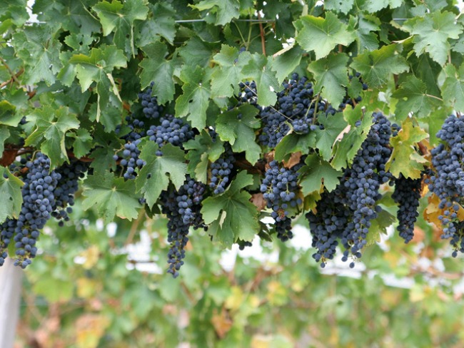 grožđe Plodovi jeseni donose zdravlje 