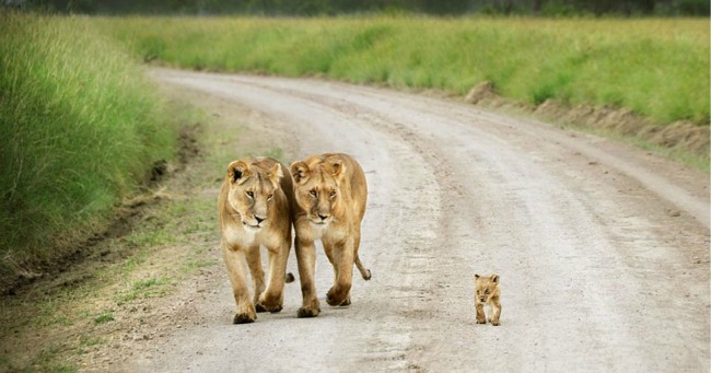 lavovi1 Ovo su najlepše porodične fotografije životinja 