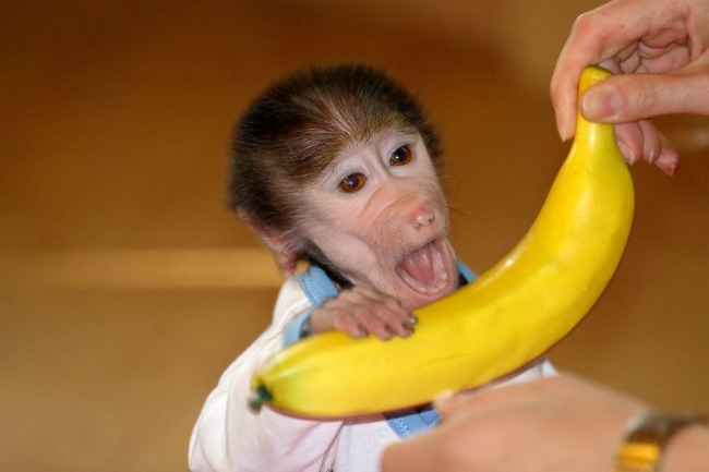 majmun22 Majmun koji se ponaša kao beba