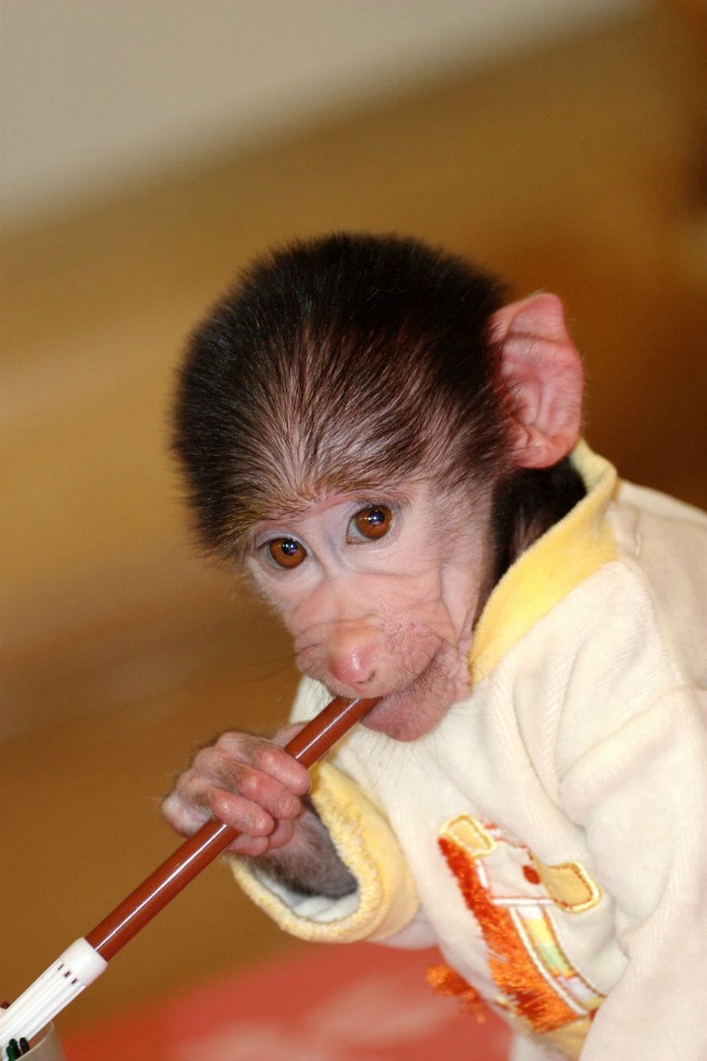 majmun33 Majmun koji se ponaša kao beba