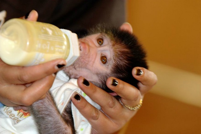 majmun66 Majmun koji se ponaša kao beba