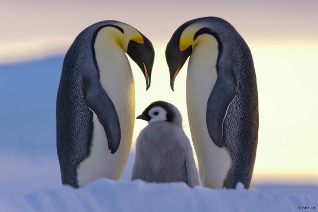 pingvini1 Ovo su najlepše porodične fotografije životinja 