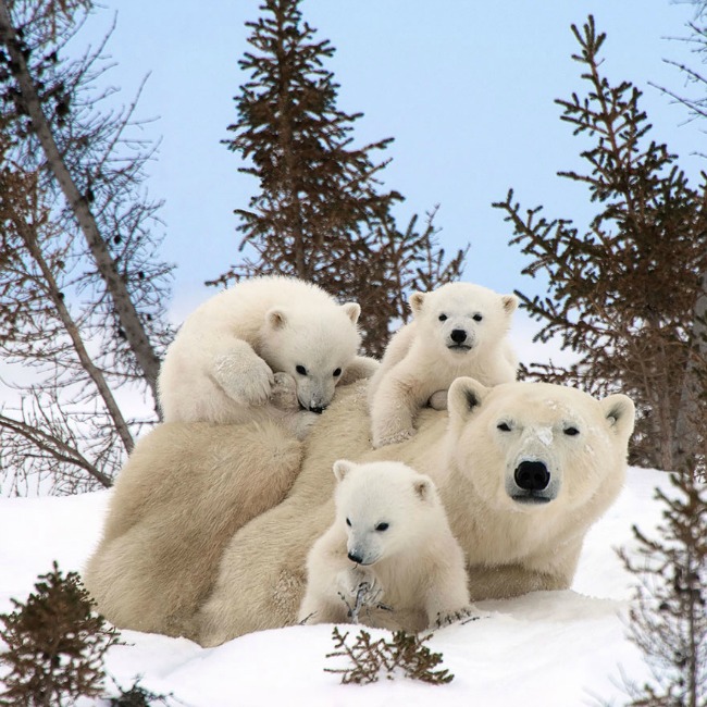 polarni medvedi1 Ovo su najlepše porodične fotografije životinja 