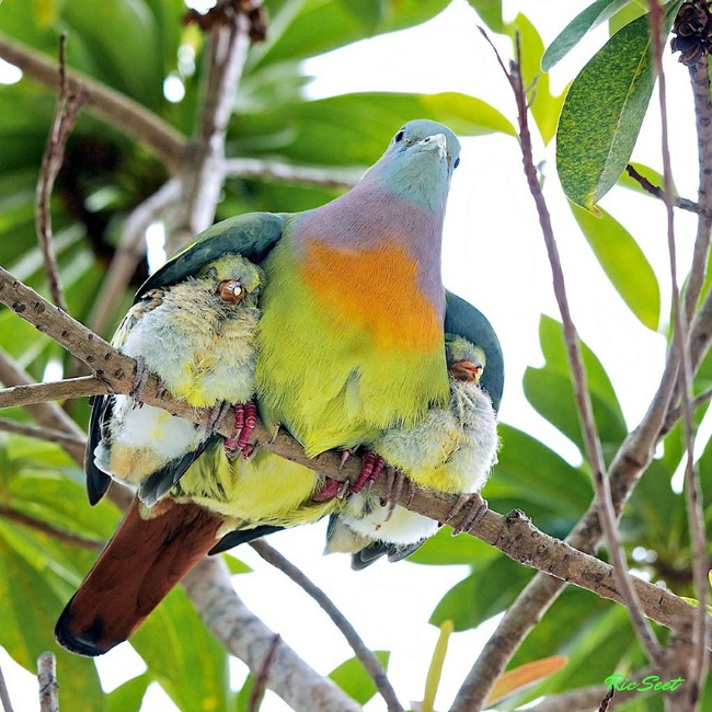 ptice1 Ovo su najlepše porodične fotografije životinja 
