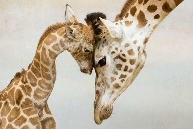 žirafa1 Ovo su najlepše porodične fotografije životinja 