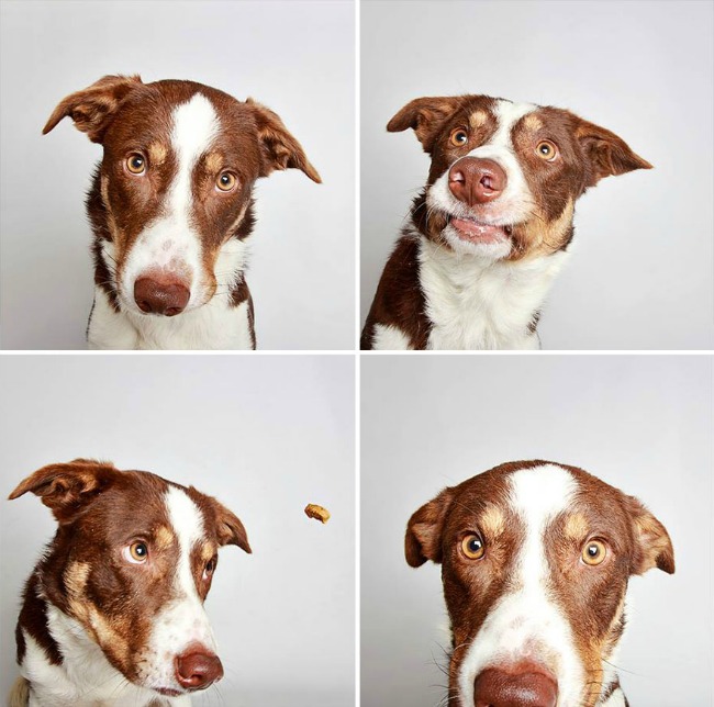 slatki psi 6 Slatke fotografije pasa kao put ka udomljavanju