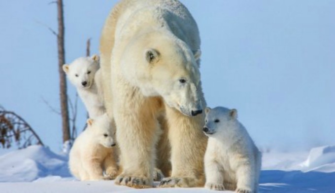 Beli medvedi 6 Neodoljive fotografije polarnih medveda koje će vas raznežiti