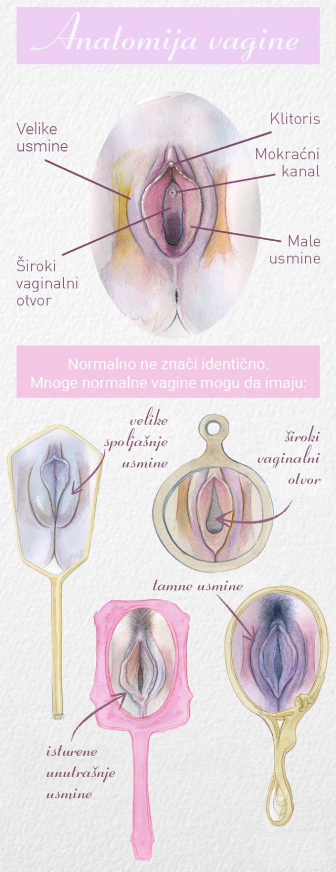 anatomija vagine Kakve vagine postoje?