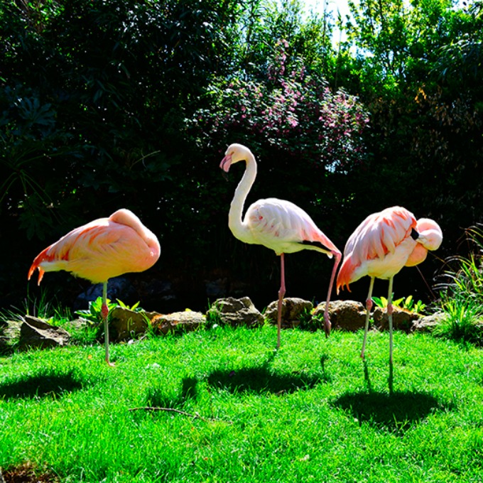 flamingosi 8 Flamingosi kao detalj u dekoraciji prostora