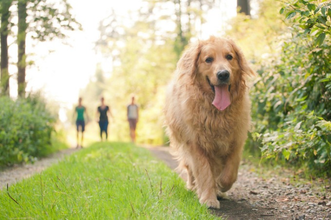 psi mogu da otkriju rak 3 Verovali ili ne: Psi mogu da otkriju rak